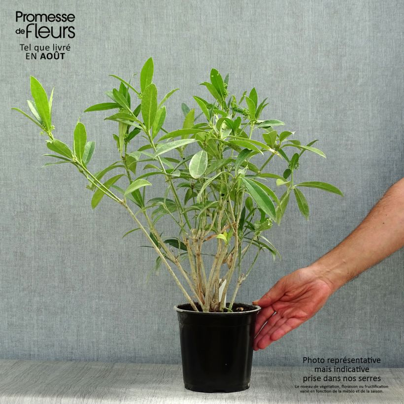 Amostra de Skímia japonica Kew Green Vaso de 2 L/3 L tal como entregue no verão
