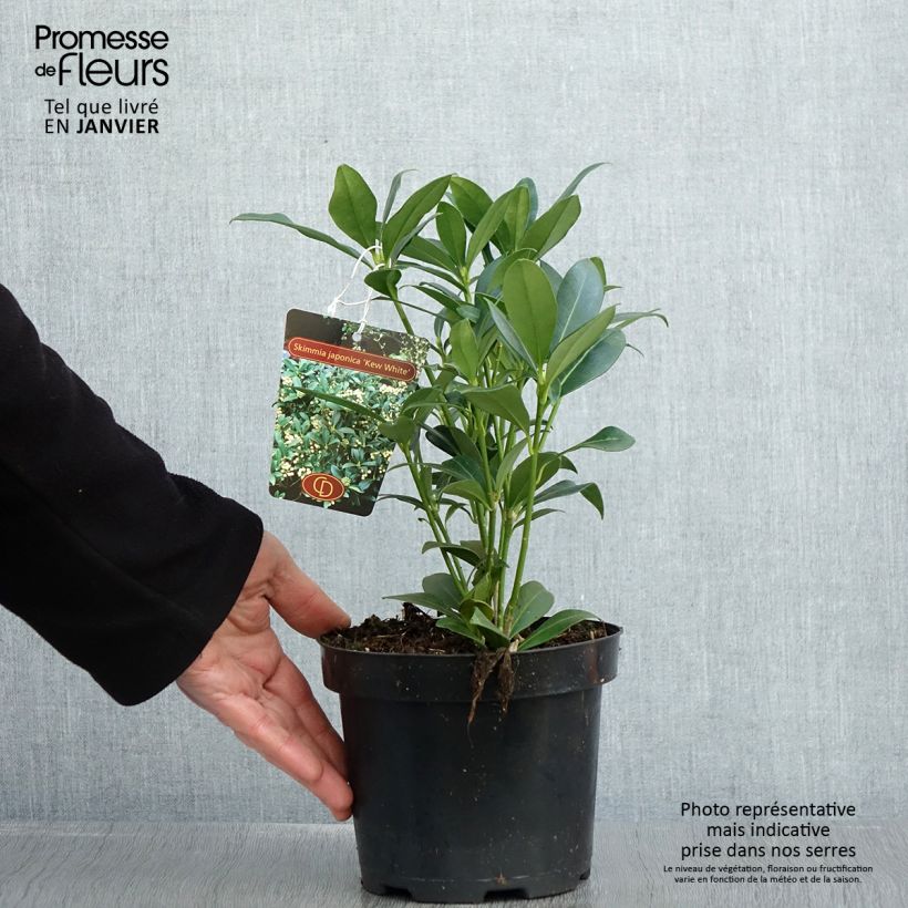 Amostra de Skimmia japonica Kew White Vaso de 2 L/3 L tal como entregue no inverno