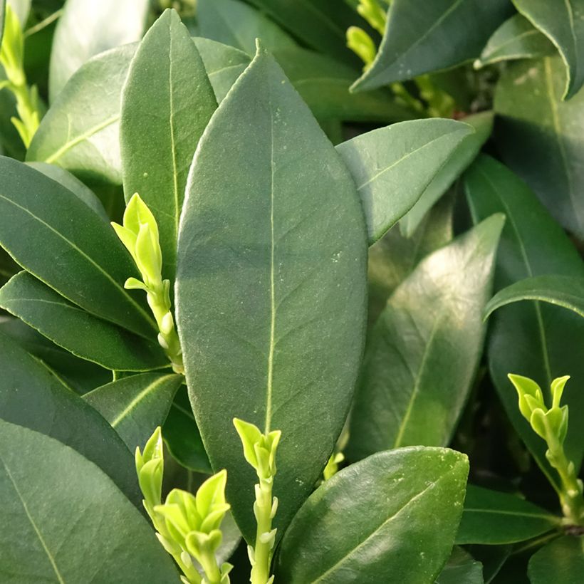 Skímia japonica Kew White (Folhagem)
