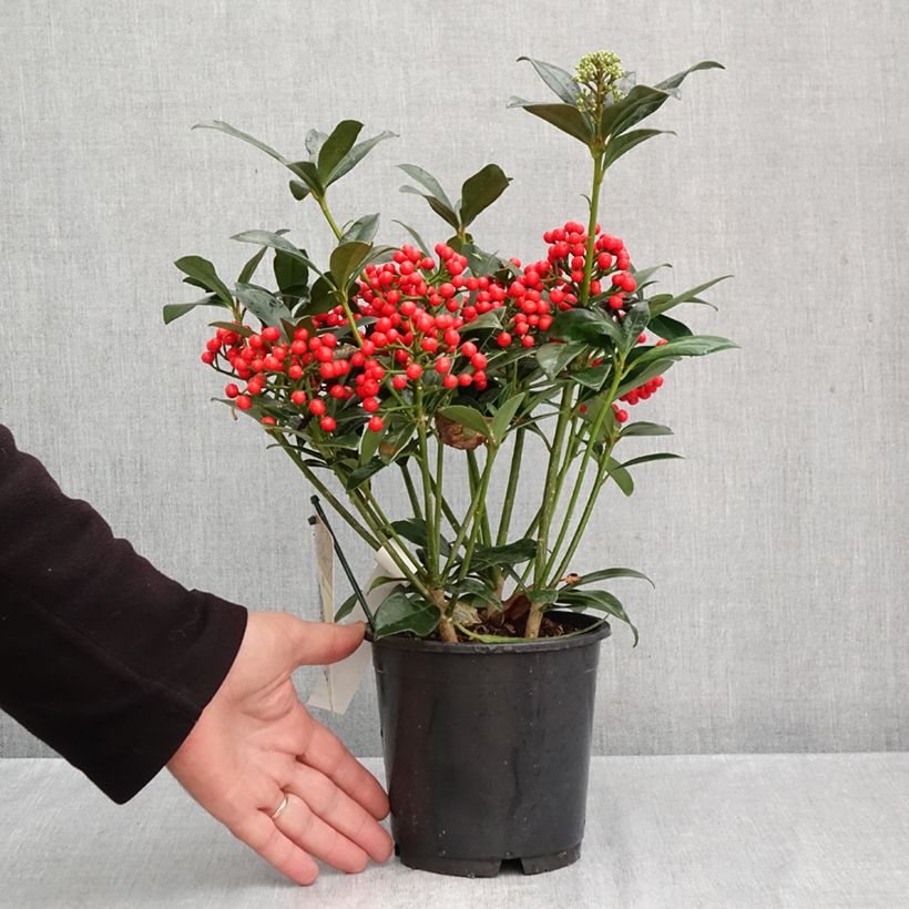 Amostra de Skímia japonica Pabella Vaso de 2 L/3 L tal como entregue no outono