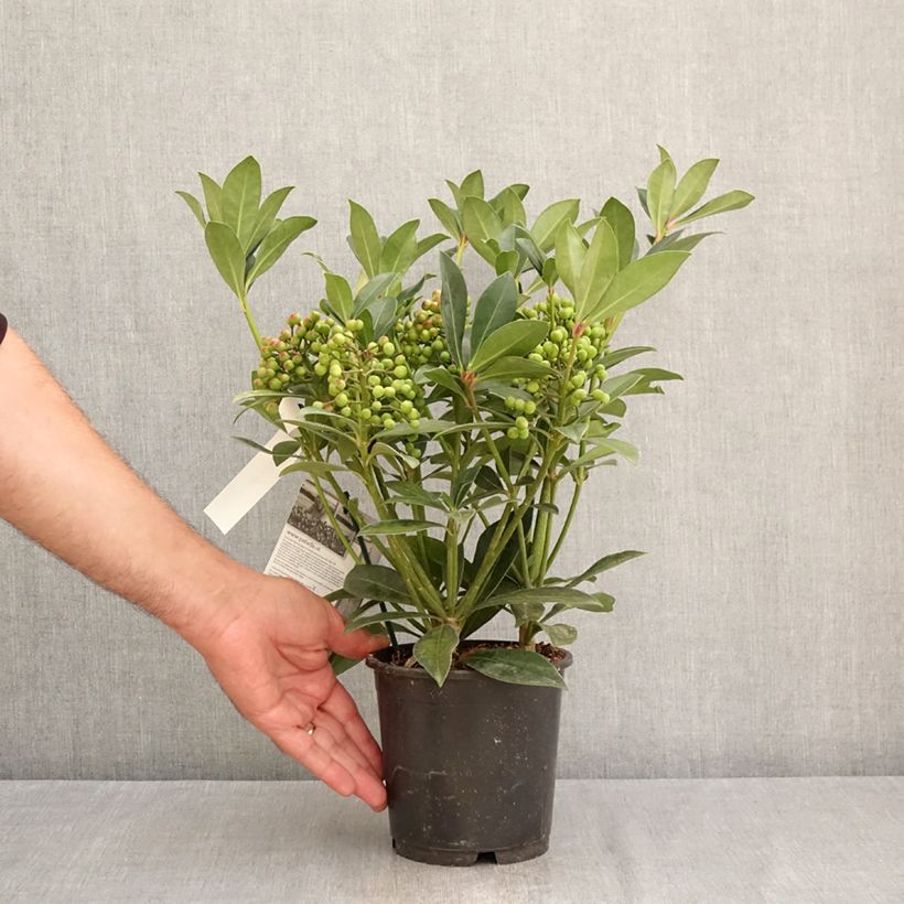 Amostra de Skímia japonica Pabella Vaso de 2 L/3 L tal como entregue no verão