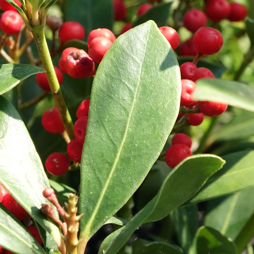Skímia japonica Pabella (Folhagem)