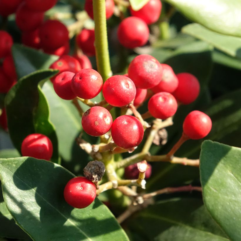 Skímia japonica Pabella (Colheita)