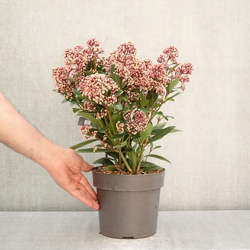 Amostra de Skímia japonica Rubella Vaso de 2 L/3 L tal como entregue na primavera