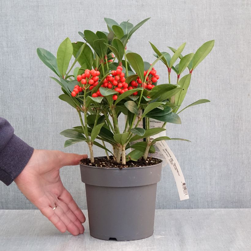 Amostra de Skímia japonica Temptation Vaso de 2 L/3 L tal como entregue no outono