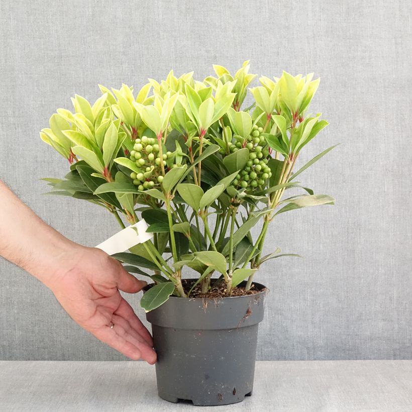 Amostra de Skímia japonica Temptation Vaso de 2 L/3 L tal como entregue na primavera