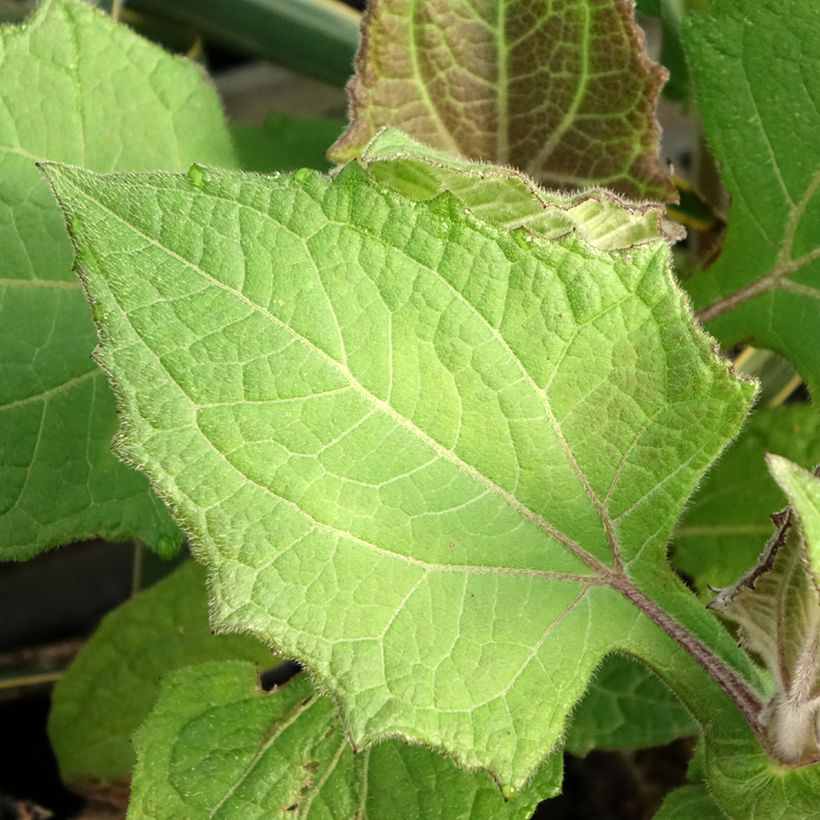 Yacon Red Yacon - Maçã da terra (Folhagem)