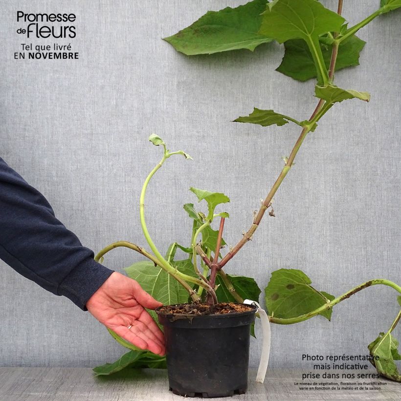 Amostra de Smallanthus sonchifolius Red Yacon - Poire de terre Pot de 3L/4L tal como entregue no outono