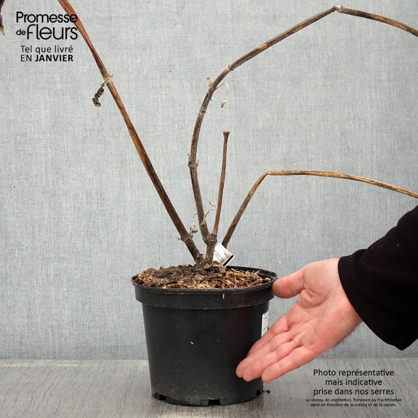 Amostra de Yacon Red Yacon - Maçã da terra Vaso de 3 L/4 L tal como entregue no inverno