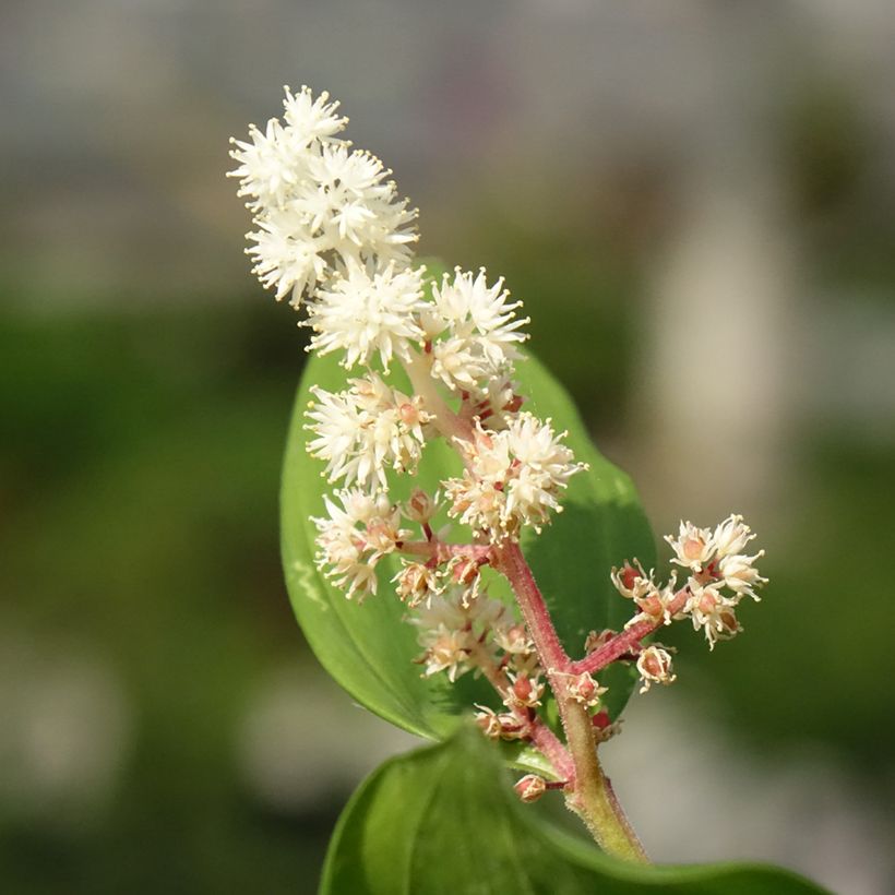 Smilacina racemosa (Floração)