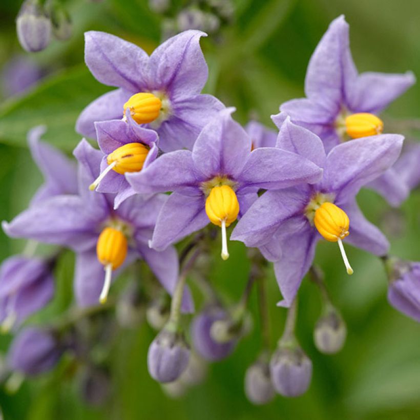 Solanum crispum Glasnevin (Floração)
