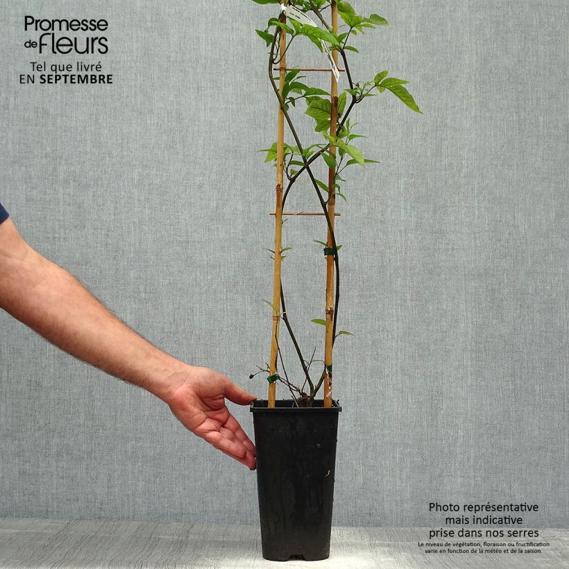 Amostra de Solanum jasminoides Azul Vaso de 2 L/3 L tal como entregue no outono