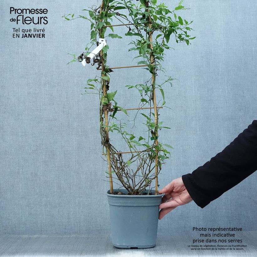 Amostra de Solanum jasminoides Bleu - Morelle faux-jasmin Vaso de 2 L/3 L tal como entregue no inverno