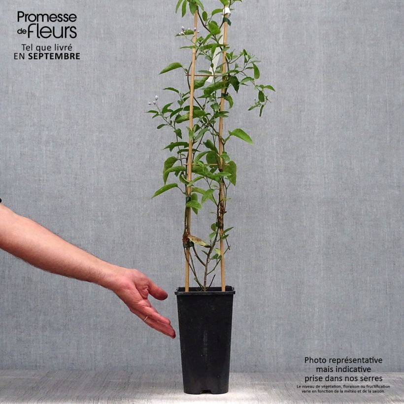 Amostra de Solanum jasminoides Vaso de 2 L/3 L tal como entregue no outono