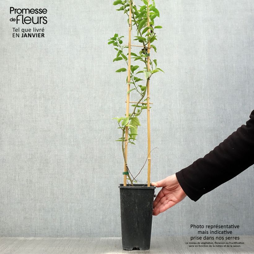 Amostra de Solanum jasminoides - Morelle faux jasmin Pot de 2L/3L tal como entregue no inverno