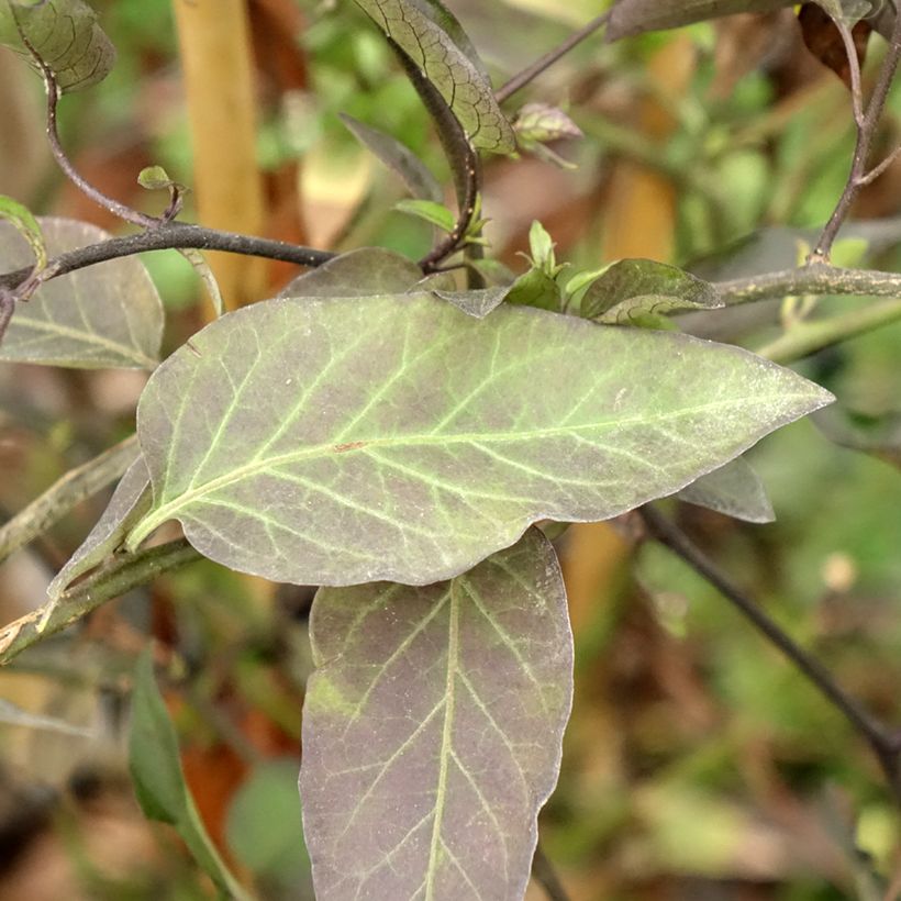 Solanum jasminoides (Folhagem)