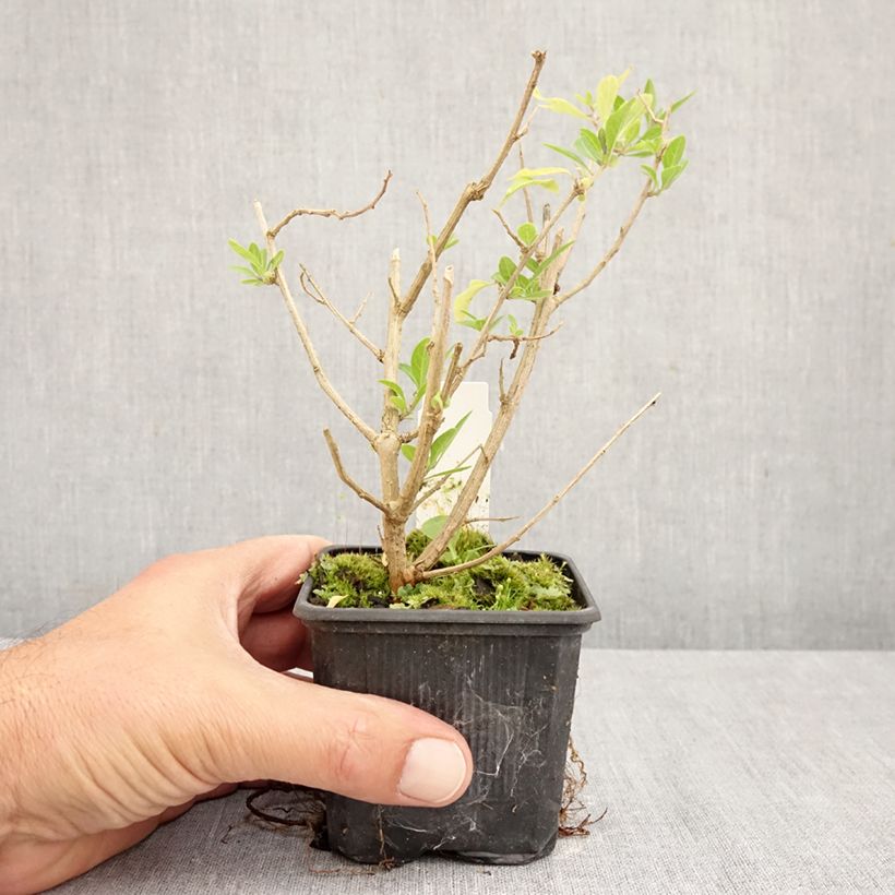 Amostra de Solanum rantonnetii Vaso de 8/9 cm tal como entregue no outono