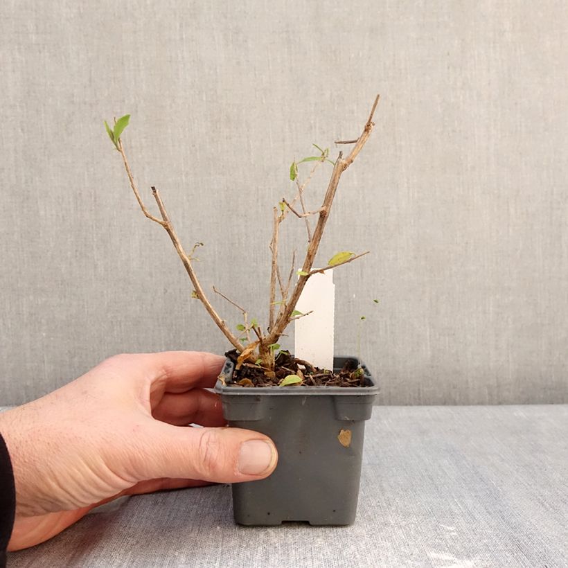 Amostra de Solanum rantonnetii Vaso de 8/9 cm tal como entregue no inverno