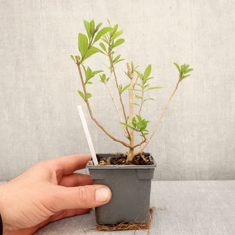 Amostra de Solanum rantonnetii Vaso de 8/9 cm tal como entregue na primavera