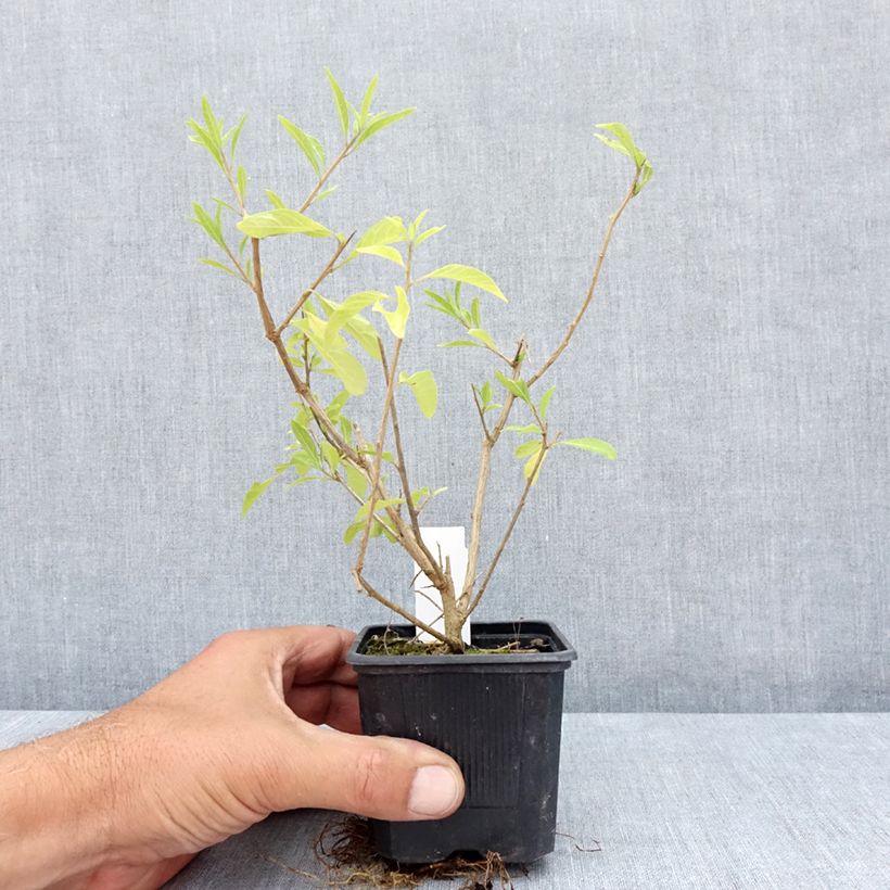 Amostra de Solanum rantonnetii Vaso de 8/9 cm tal como entregue no verão