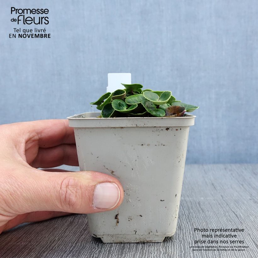 Amostra de Soldanella villosa Vaso de 8/9 cm tal como entregue no outono