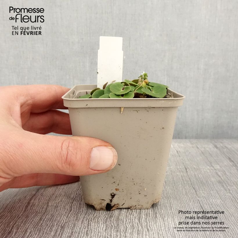 Amostra de Soldanella montana ou villosa - Soldanelle des montagnes Godet de 8/9 cm tal como entregue no inverno