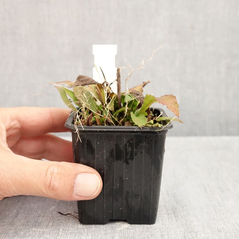 Amostra de Solidago caesia - Vara-de-ouro Vaso de 8/9 cm tal como entregue no outono