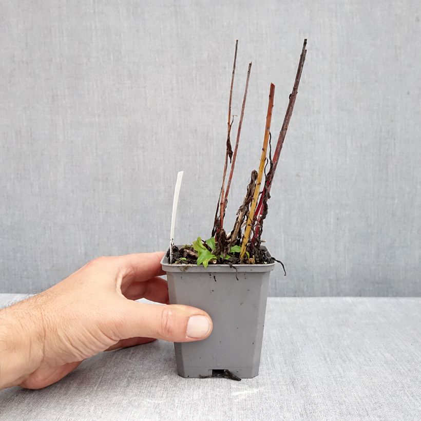 Amostra de Solidago canadensis Golden Baby Vaso de 8/9 cm tal como entregue no outono