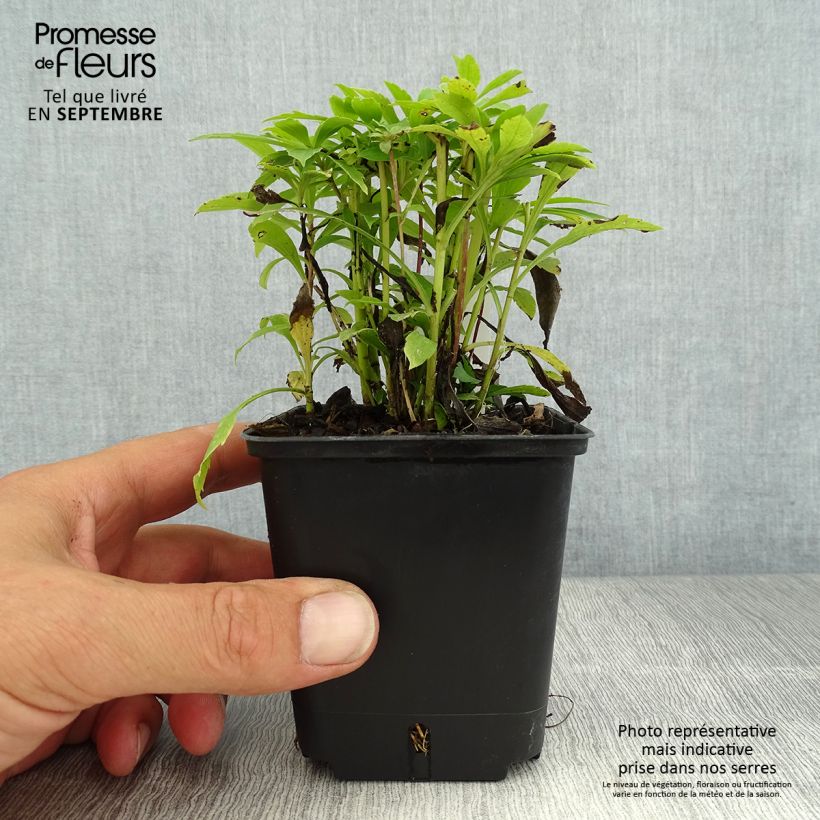 Amostra de Solidago canadensis Golden Baby Vaso de 8/9 cm tal como entregue no verão