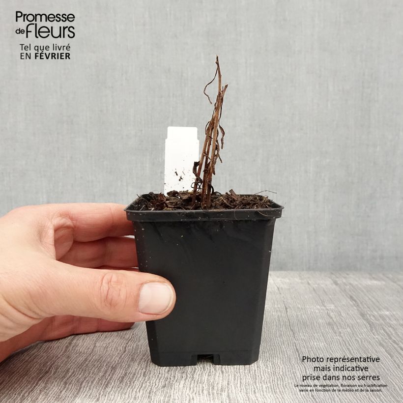 Amostra de Solidago canadensis Golden Baby - Verge d'or du Canada Godet de 8/9 cm tal como entregue no inverno