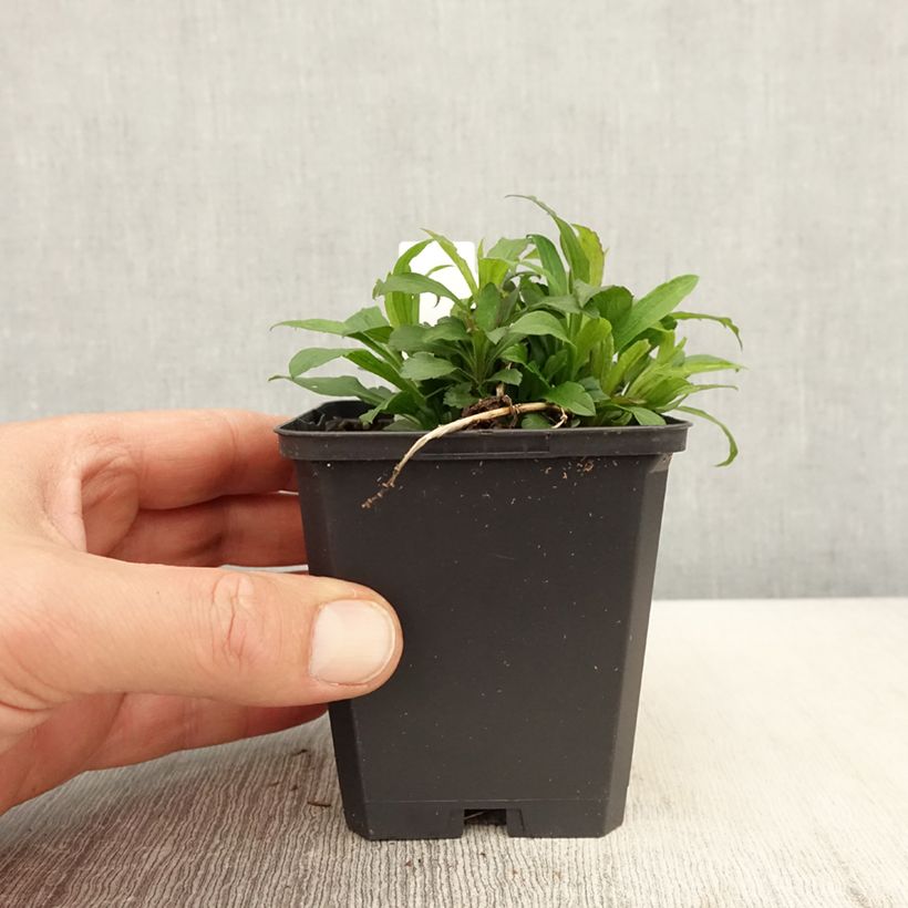 Amostra de Solidago canadensis Golden Baby Vaso de 8/9 cm tal como entregue na primavera