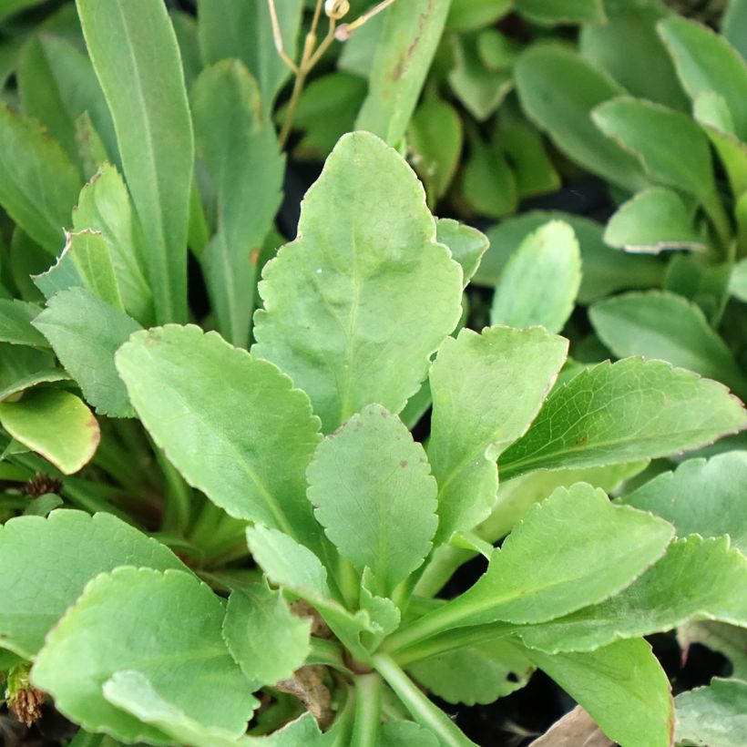 Solidago cutleri (Folhagem)