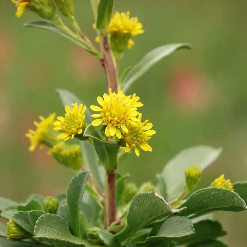 Solidago cutleri (Floração)