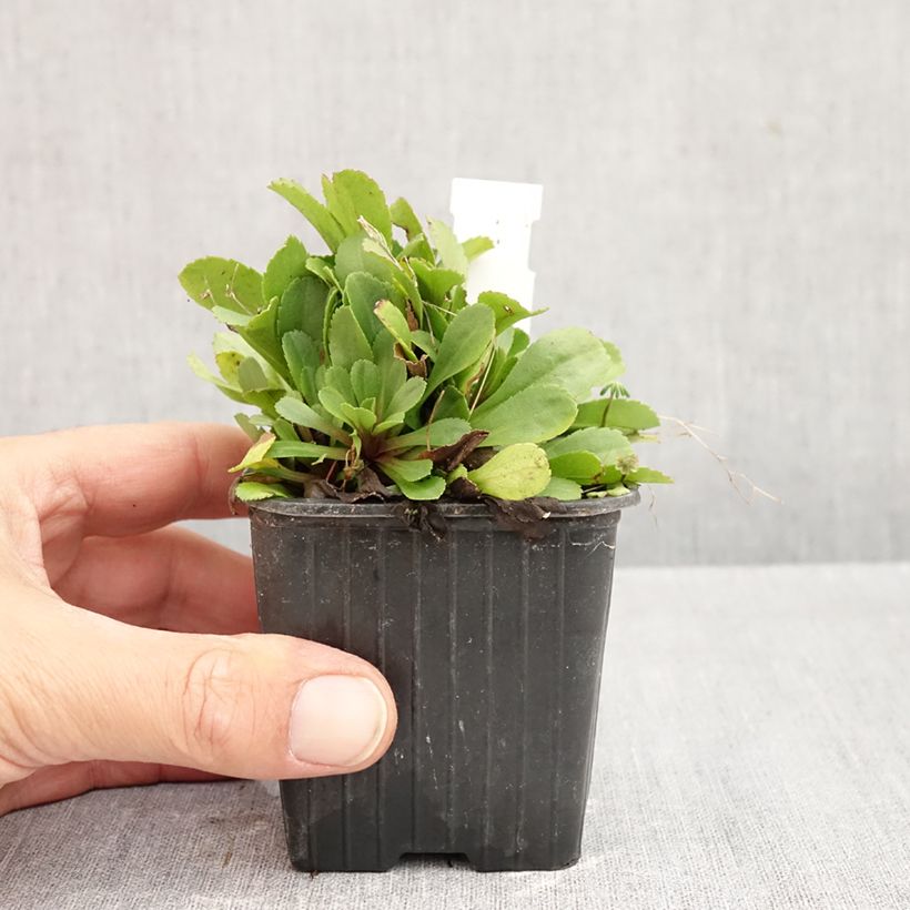 Amostra de Solidago cutleri Vaso de 8/9 cm tal como entregue no outono