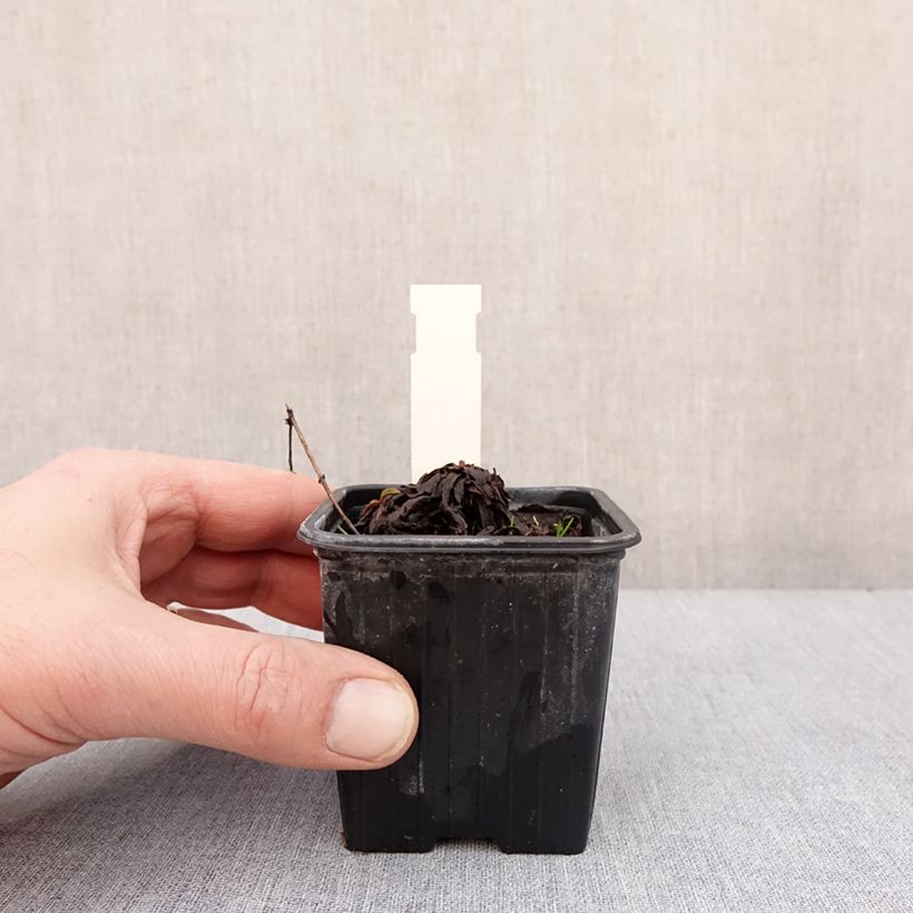 Amostra de Solidago cutleri - Verge d'or Godet de 8/9 cm tal como entregue no inverno