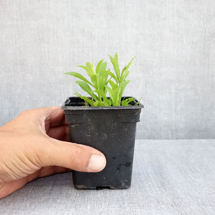 Amostra de Solidago canadensis Gold King Vaso de 7/8 cm tal como entregue no verão