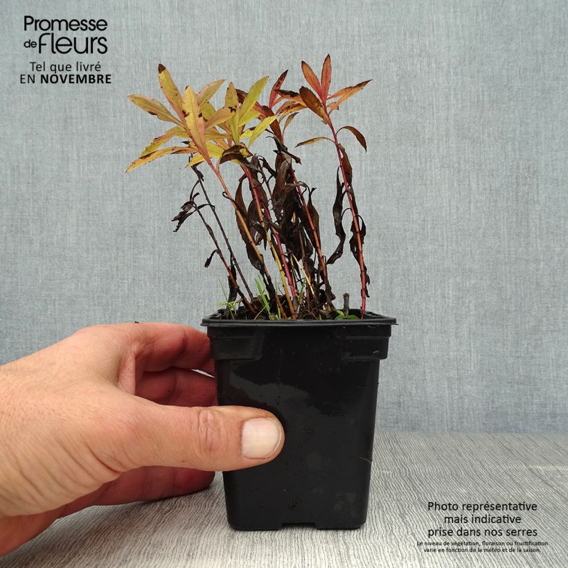 Amostra de Solidago canadensis Gold King Vaso de 7/8 cm tal como entregue no outono