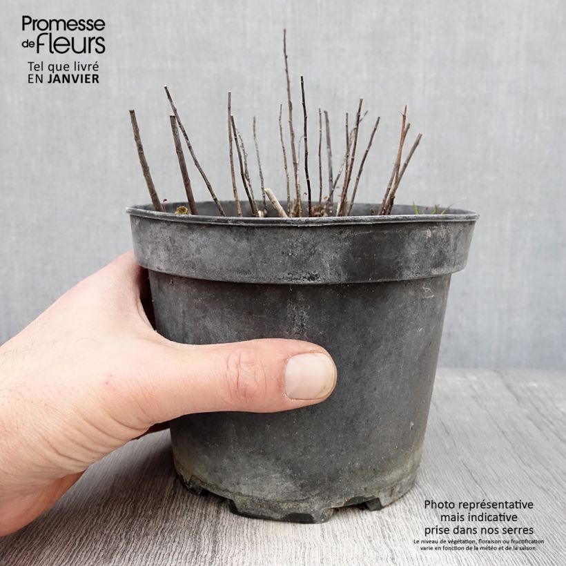 Amostra de Solidago Gold King - Verge d'or Vaso de 2 L/3 L tal como entregue no inverno