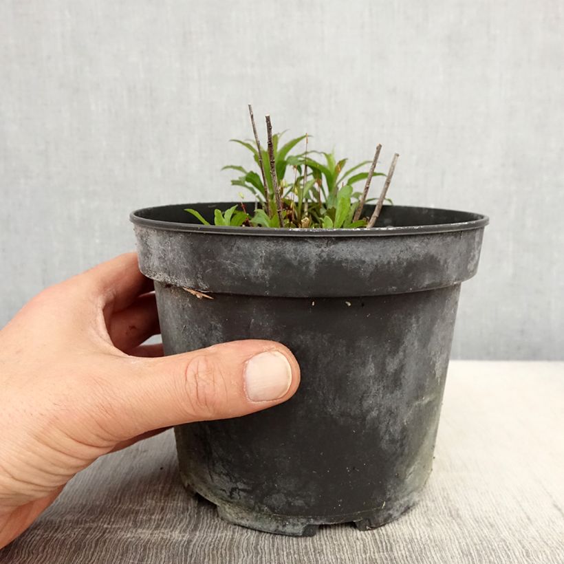 Amostra de Solidago canadensis Gold King Vaso de 2 L/3 L tal como entregue na primavera