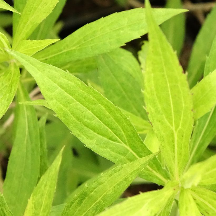 Solidago Golden Mosa (Folhagem)