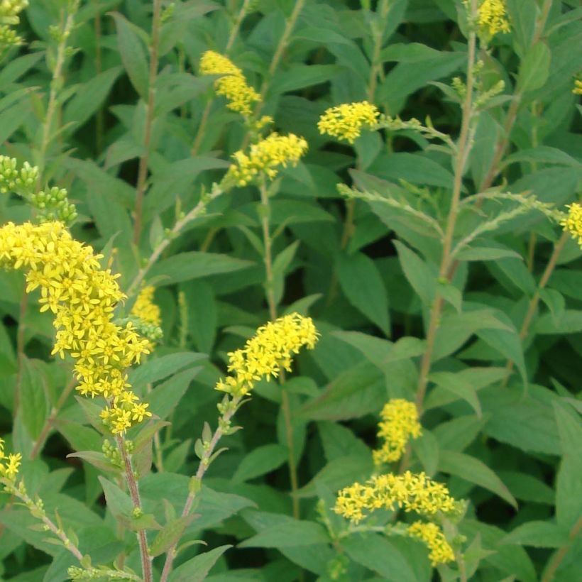 Solidago rugosa Fireworks (Folhagem)