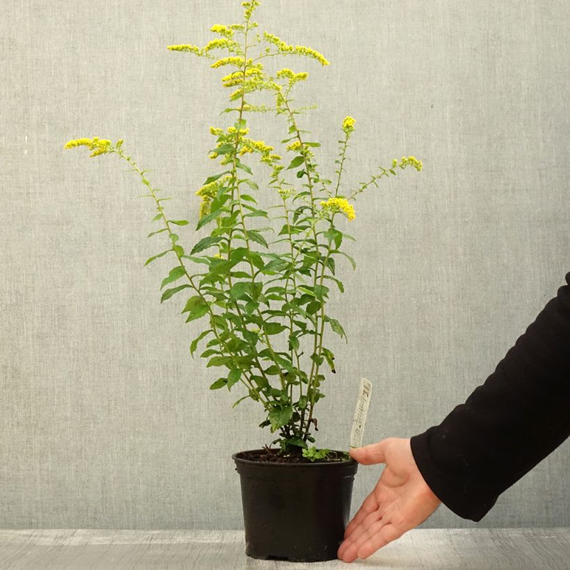 Amostra de Solidago rugosa Fireworks Vaso de 2 L/3 L tal como entregue no outono