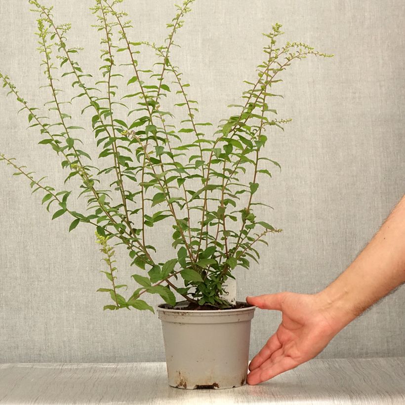 Amostra de Solidago rugosa Fireworks Vaso de 2 L/3 L tal como entregue no verão
