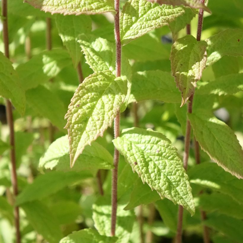 Solidago rugosa (Folhagem)
