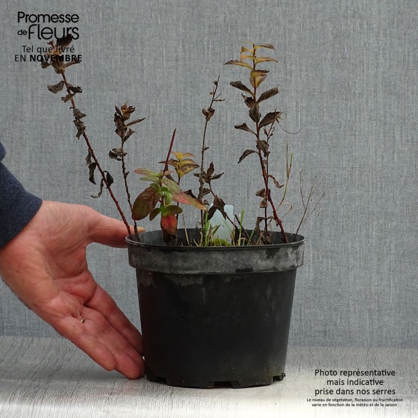 Amostra de Solidago rugosa Vaso de 2 L/3 L tal como entregue no outono