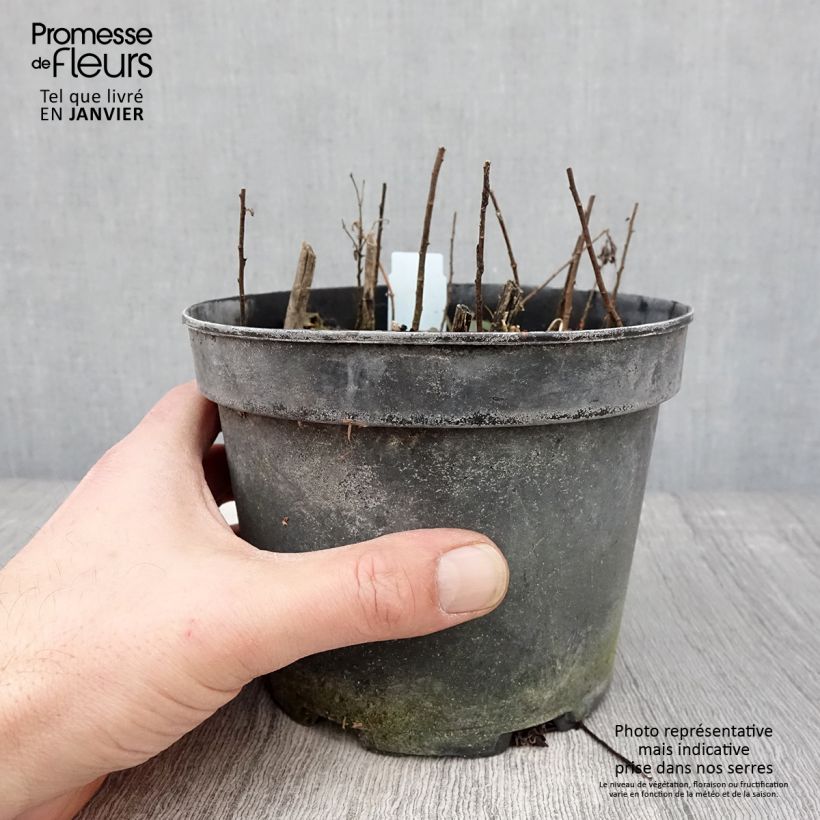 Amostra de Solidago rugosa - Verge d'or rugueuse Vaso de 2 L/3 L tal como entregue no inverno