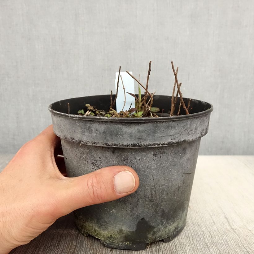 Amostra de Solidago rugosa Vaso de 2 L/3 L tal como entregue na primavera