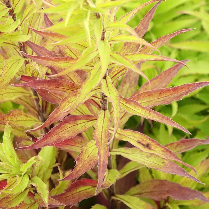 Solidago Spatgold (Folhagem)