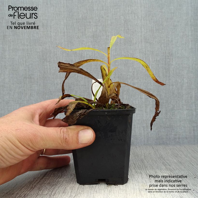 Amostra de Solidago Strahlenkrone Vaso de 8/9 cm tal como entregue no outono