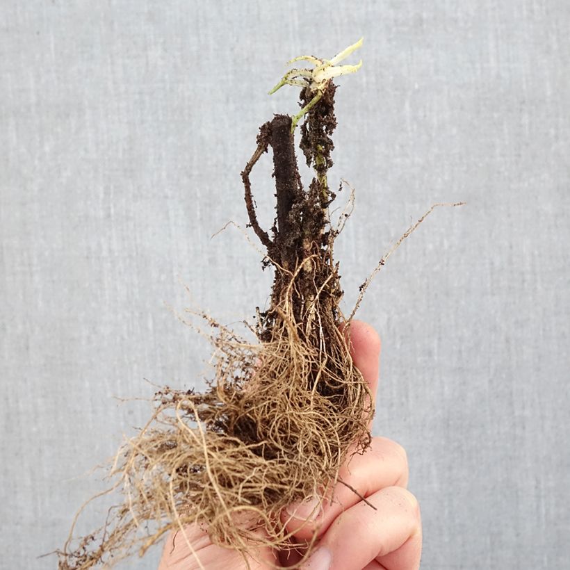 Amostra de Solidago Strahlenkrone Raízes nuas tal como entregue no inverno